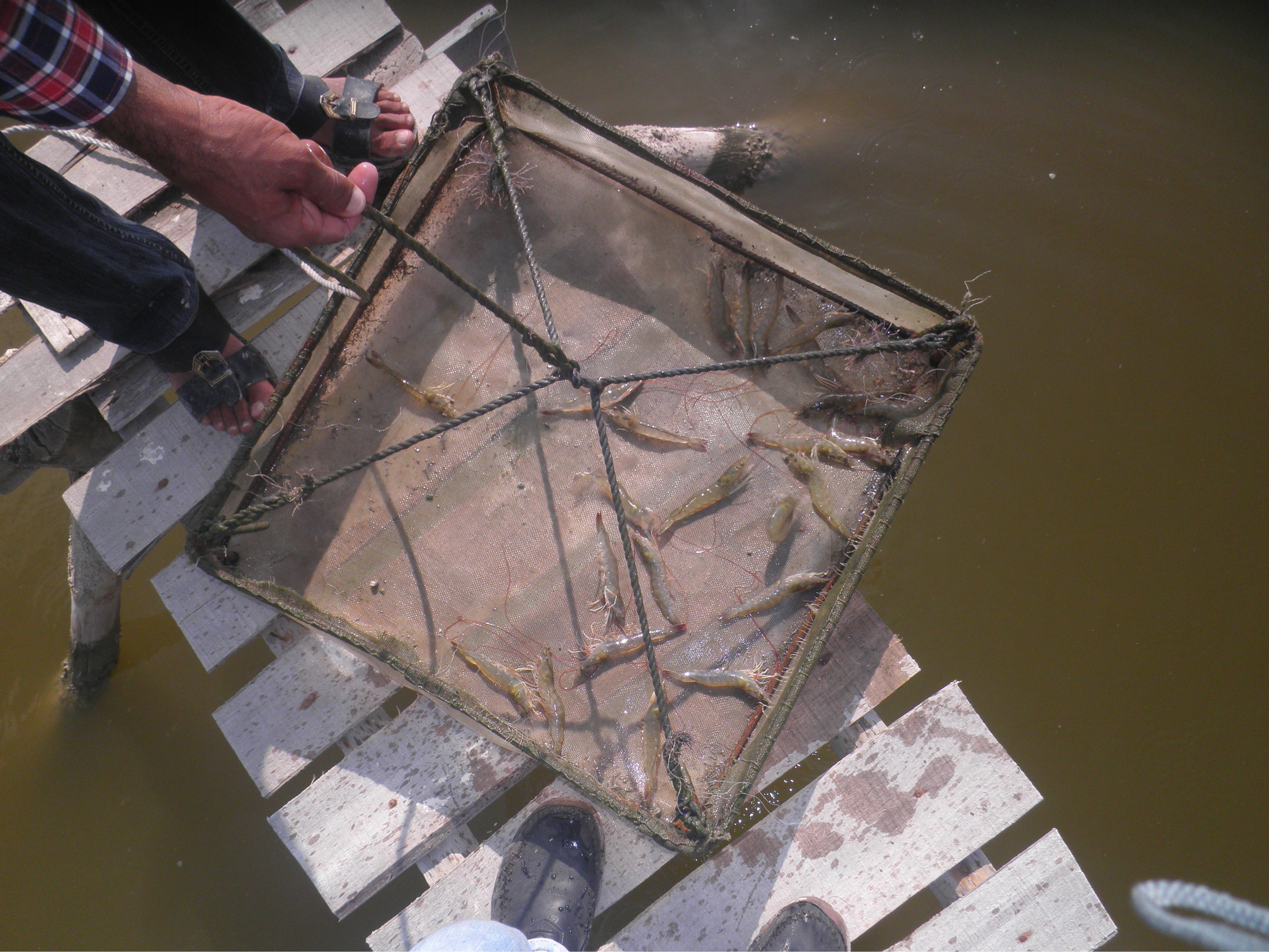 بازديد از استخرهاي پرورش ميگو، تياب و بندر كلاهي آذرماه 93