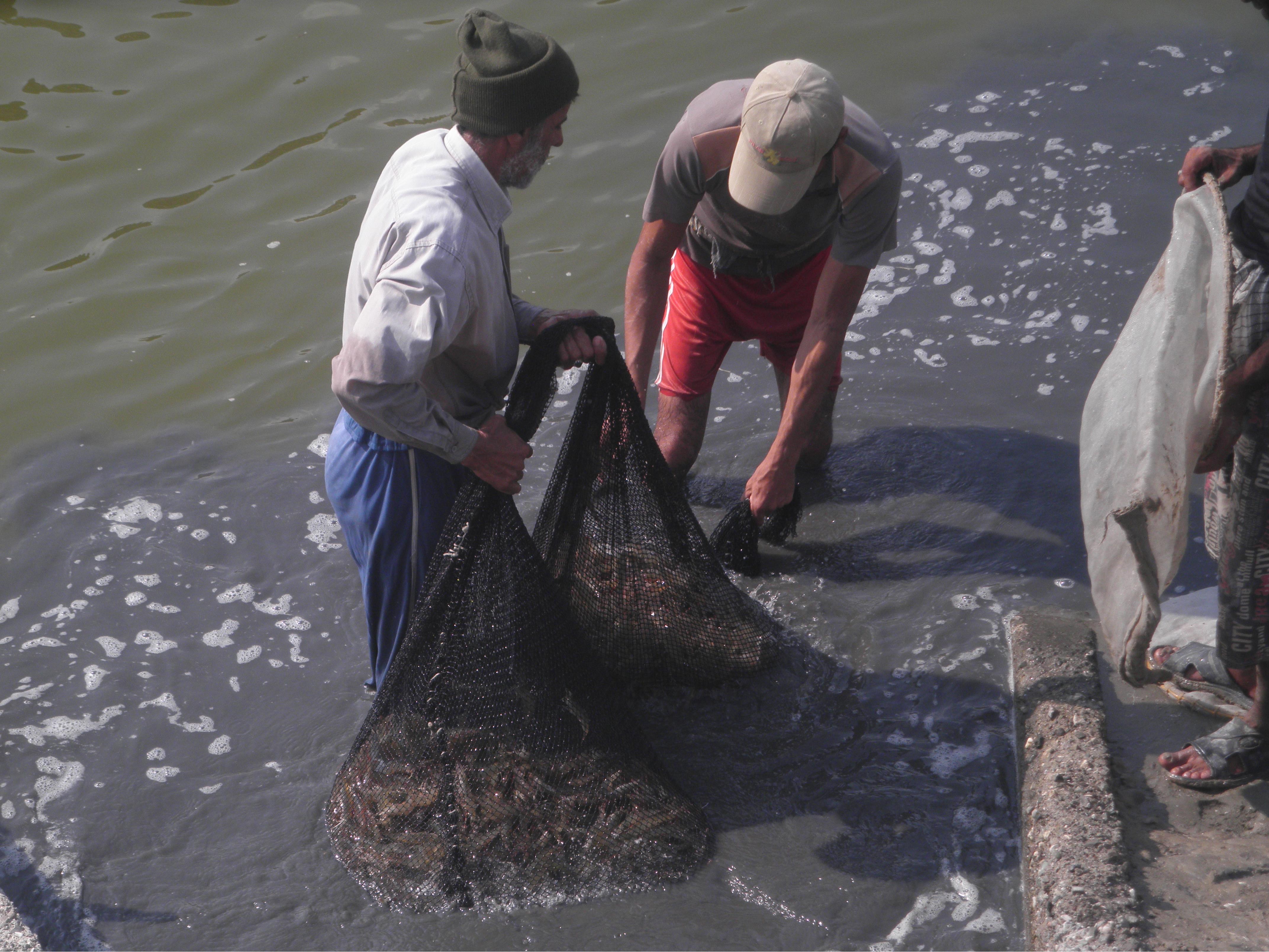بازديد از كارخانه فرآوري ميگو، آذرماه 94